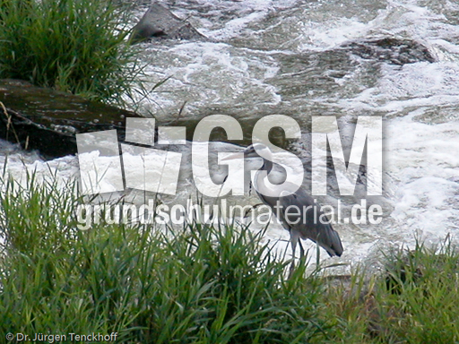 Graureiher (15 von 15).jpg